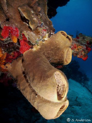 This photo was taken yesterday while diving  on Tormentos... by Steven Anderson 